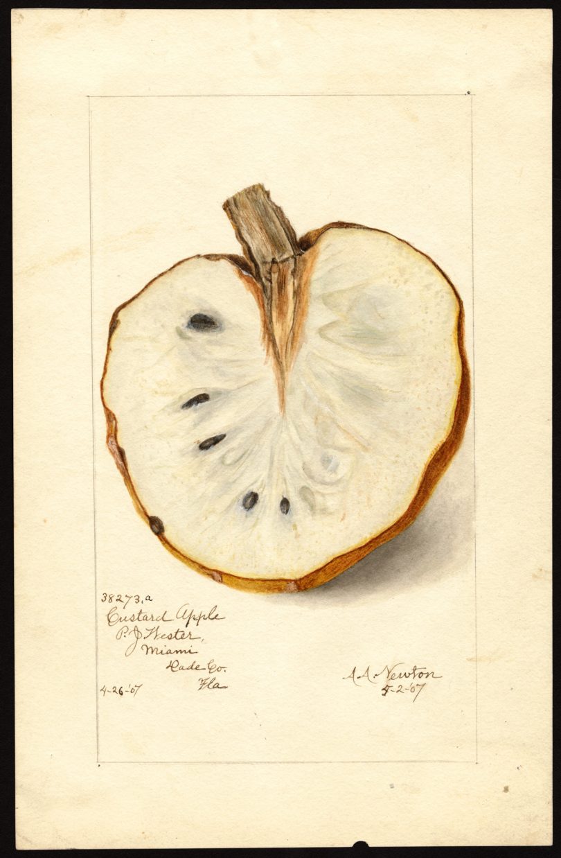 Amanda Almira Newton uses the power of her handwriting to force the government to pay her money to paint magical edible fruit in the 1800's.