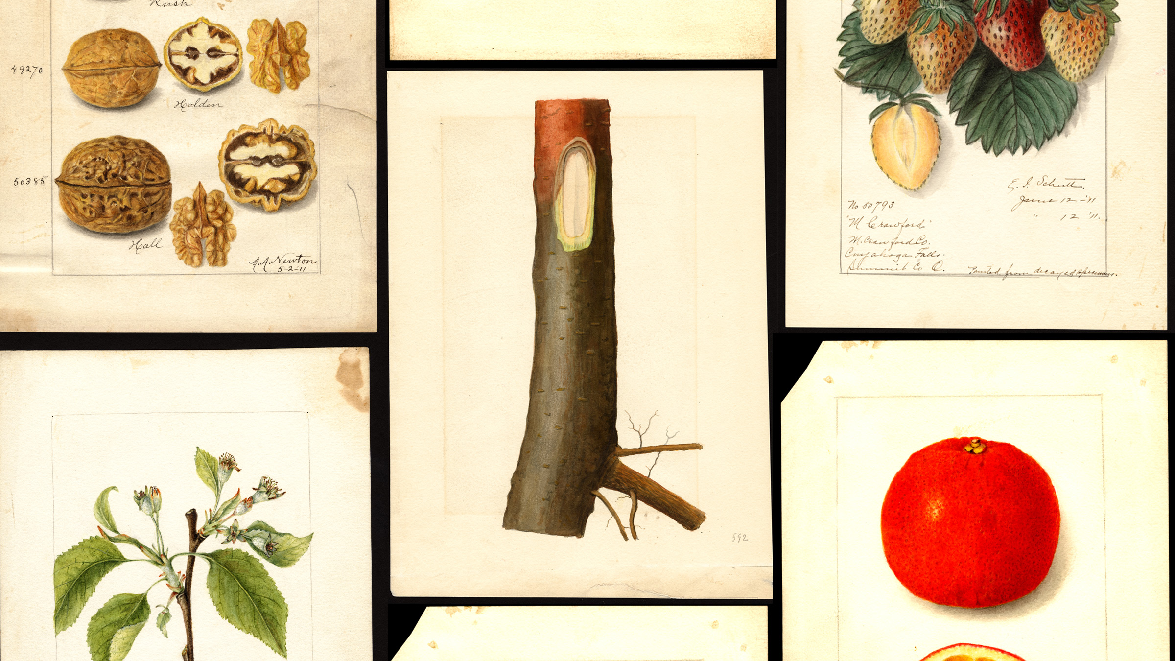 Various fruit and nut watercolor paintings from the 1800s