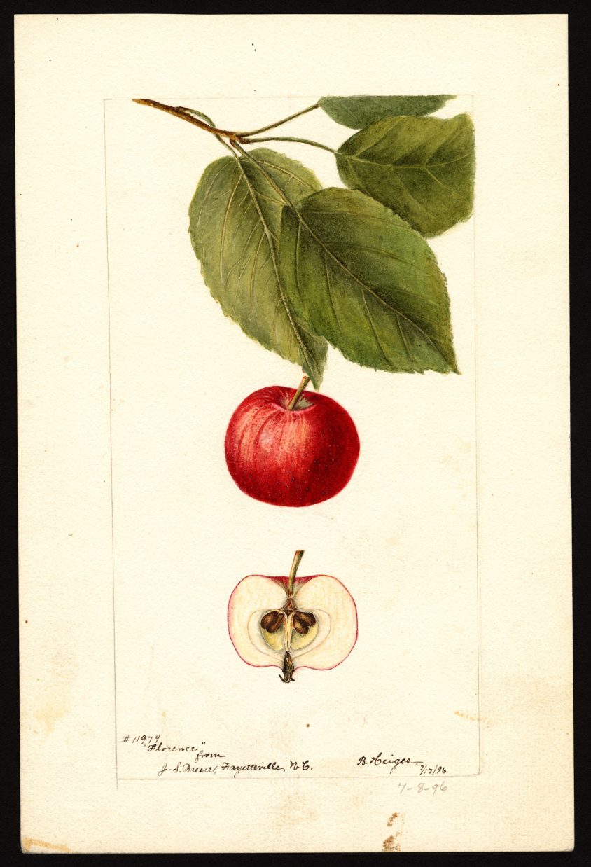If you thought this looked like a 1896 painting of Malus domestica, a Florence apple variety, by Bertha Heiges, one of nine women out of roughly 21 total artists commissioned by the government to paint fruit, you would be right.