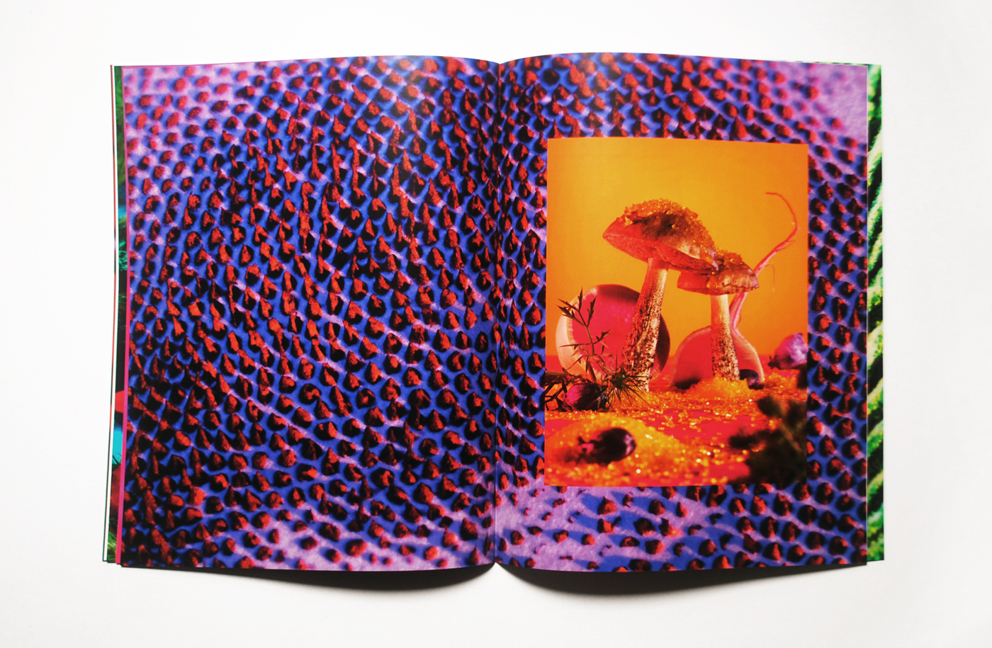 Purple and indigo spores across a spread with a photo of Leccinum scabrum in an orange world placed on top