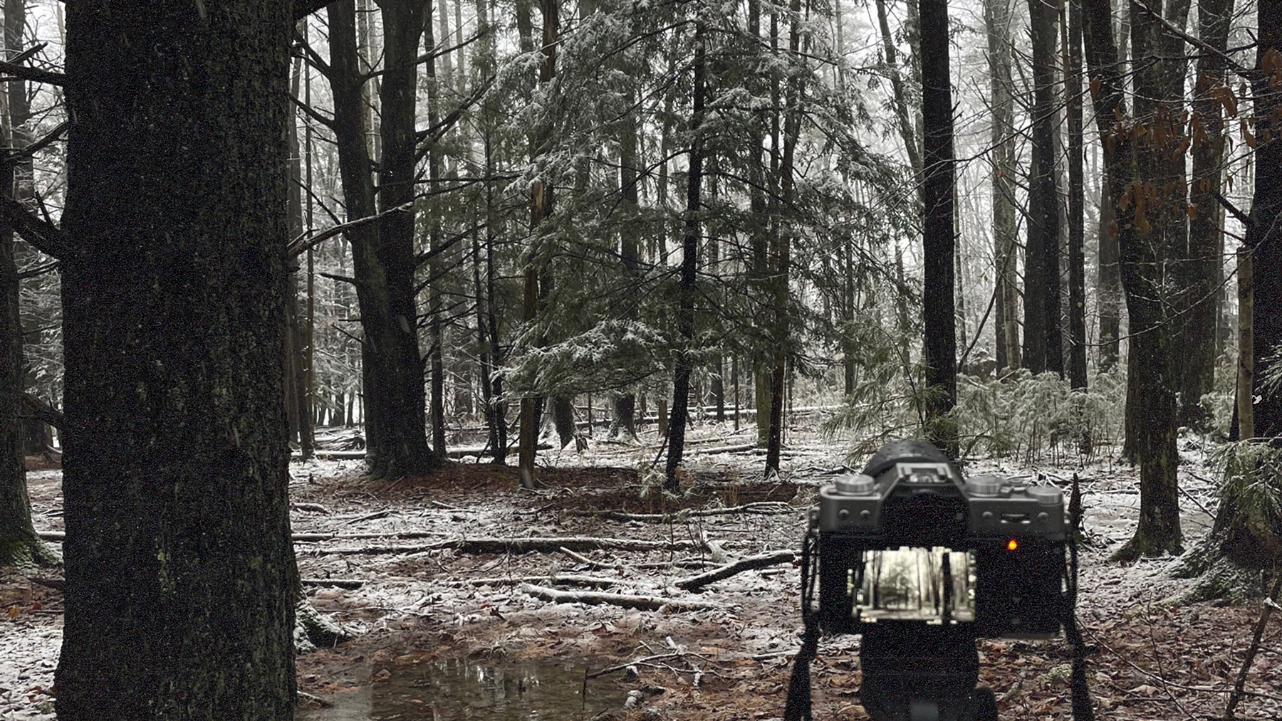 A photo of a camera on a tripod in a snowy forest with the scene of the forest beyond shown in the backlit screen of the camera