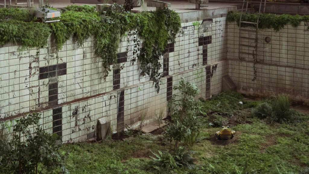 An abandoned empty pool filled with vegetation and a big green frog