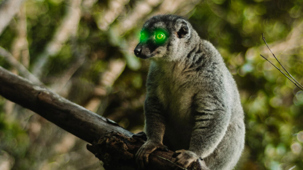 A lemur of some sort on a branch and gazing off to the left distant horizon has been photoshopped to have green glowing eyes, though it is still cute