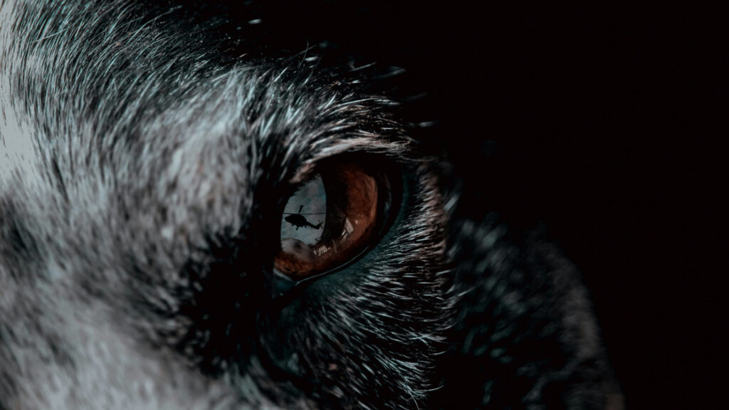 A very close up of a gray wolf eye region with a helicopter reflection in their eye